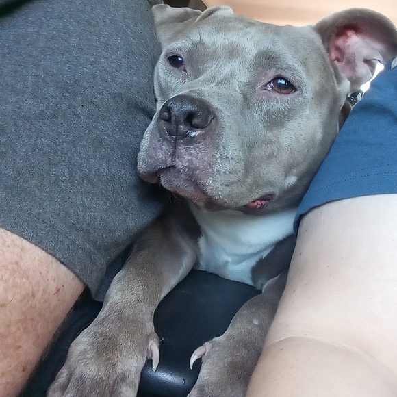 Meet your Posher, - Picture 3 of 3